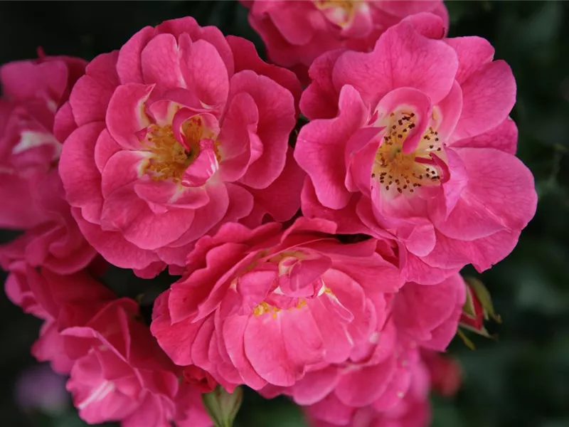 Rose 'Medeo®'