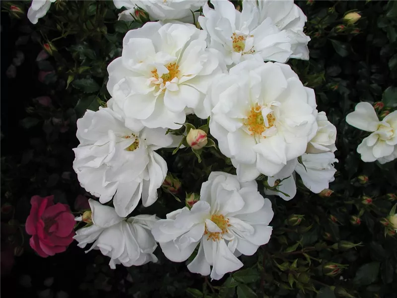 Rosa 'Diamant®'