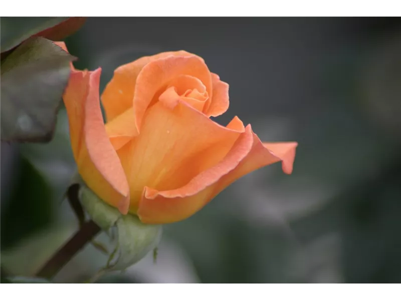 Rosa 'Rosemary Harkness'