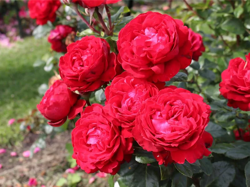 Rosa 'Tiamo®'