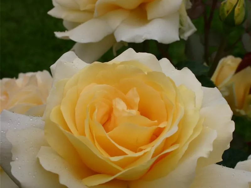 Rosa 'Winter Sun'