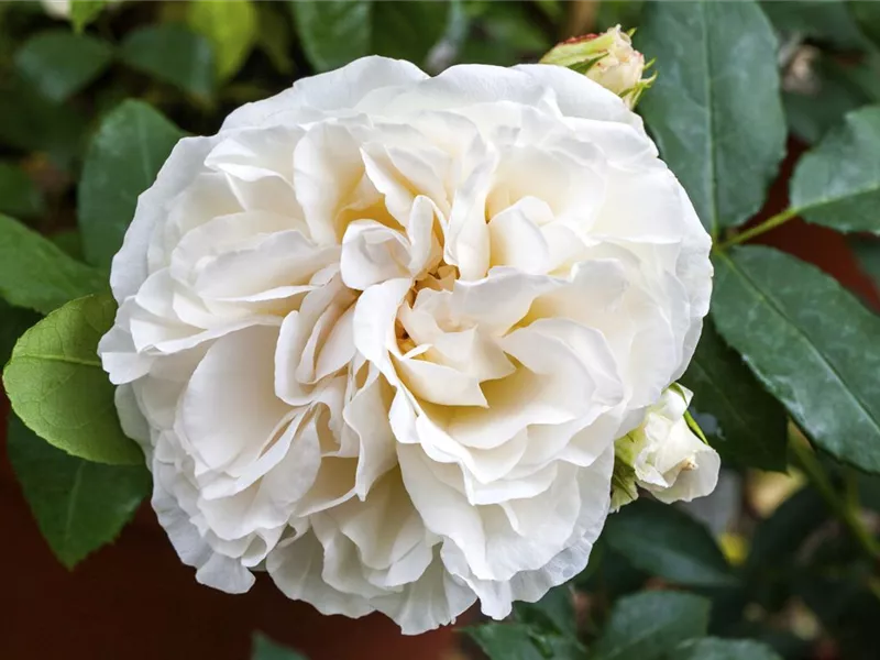 Rosa 'Boule de Neige'