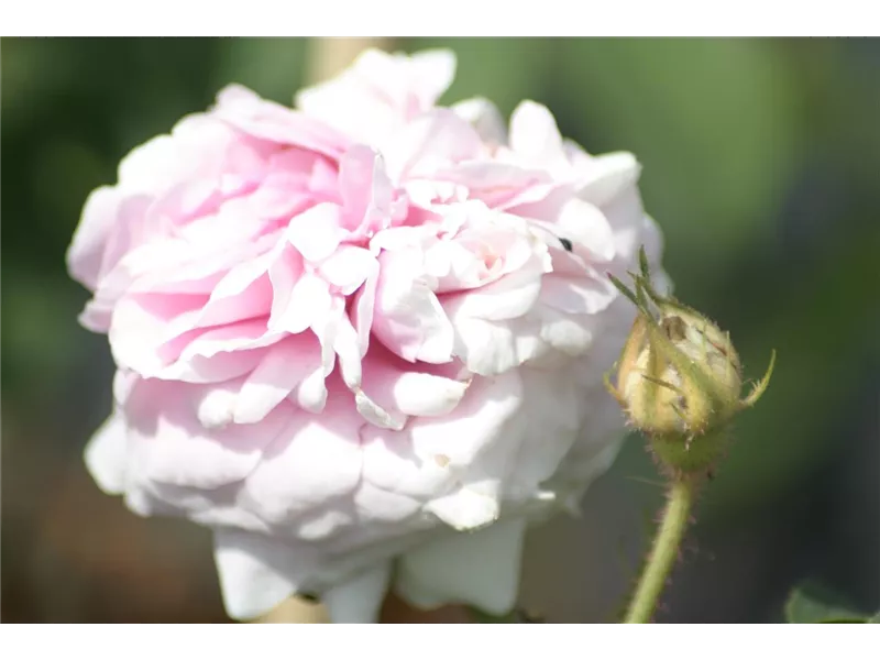 Rosa Rosa alba 'Königin von Dänemark'