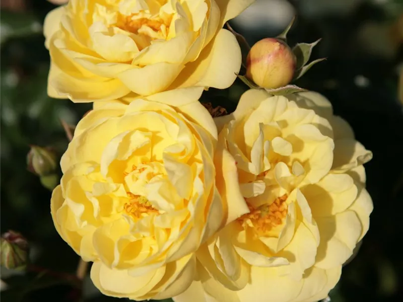 Rosa 'Sunny Rose'