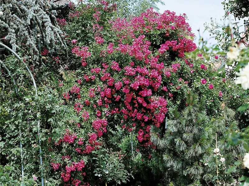 Rosa 'Maria Lisa'