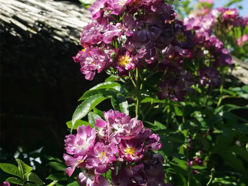 Rosa 'Veilchenblau®'