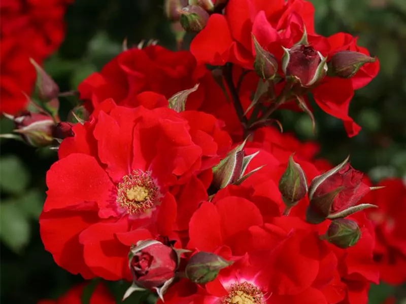 Rosa 'Roter Korsar®'