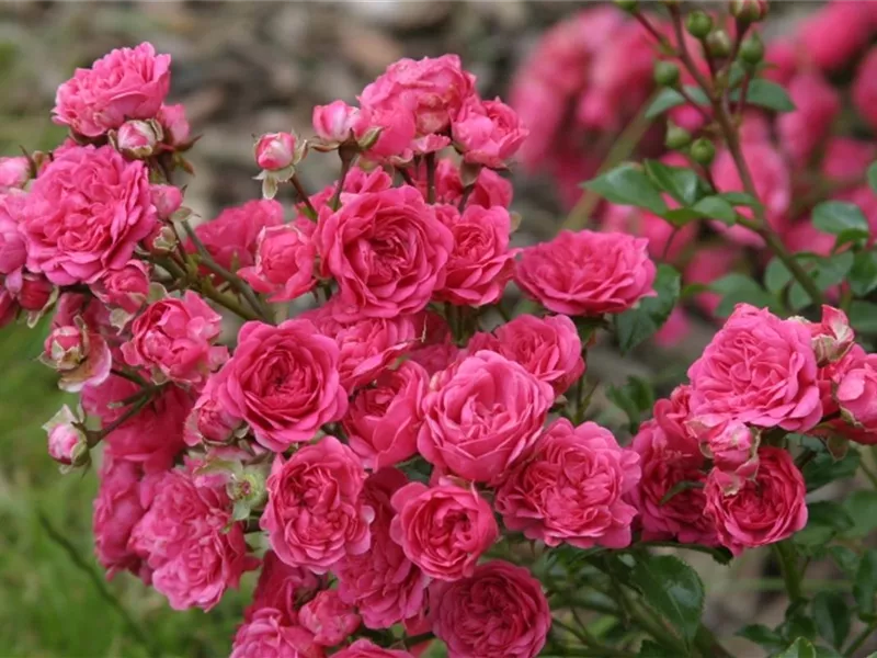 Rosa 'Pepita'