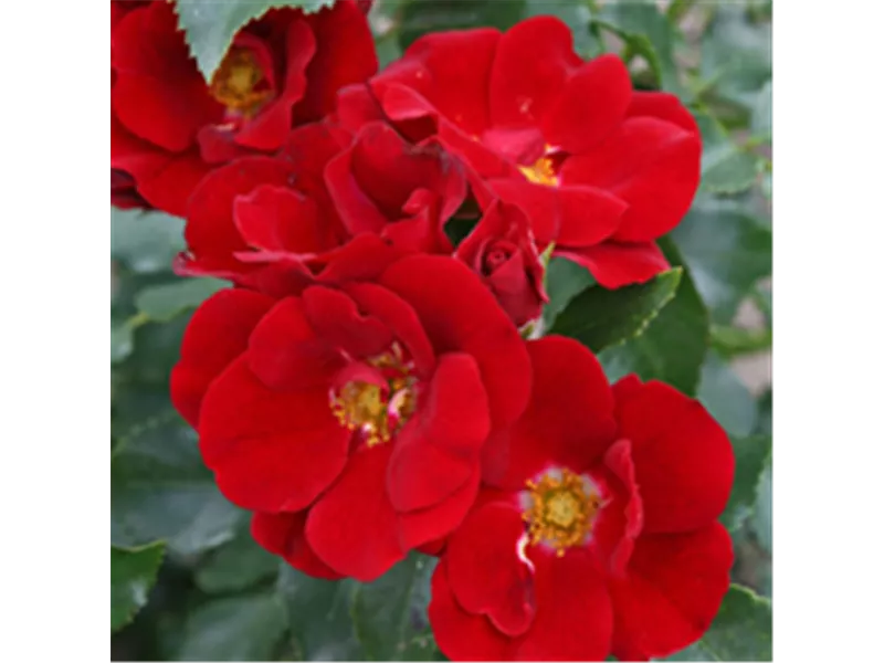 Rosa 'Marondo®'