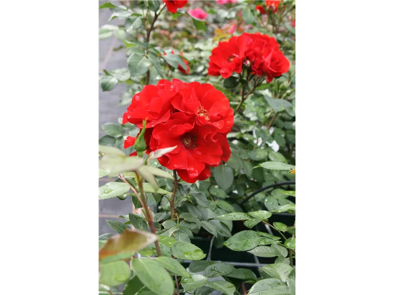 Rosa 'Paprika'