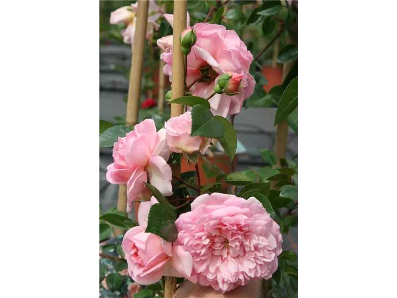 Rose 'Paul Noel®'