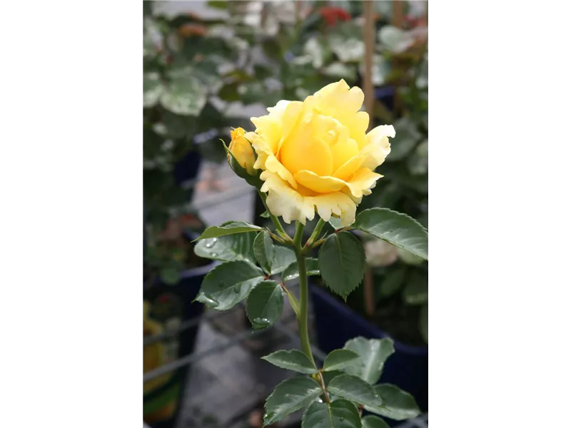 Rosa 'Sommergold®'