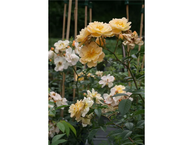 Rosa 'Sunny Siluetta®'