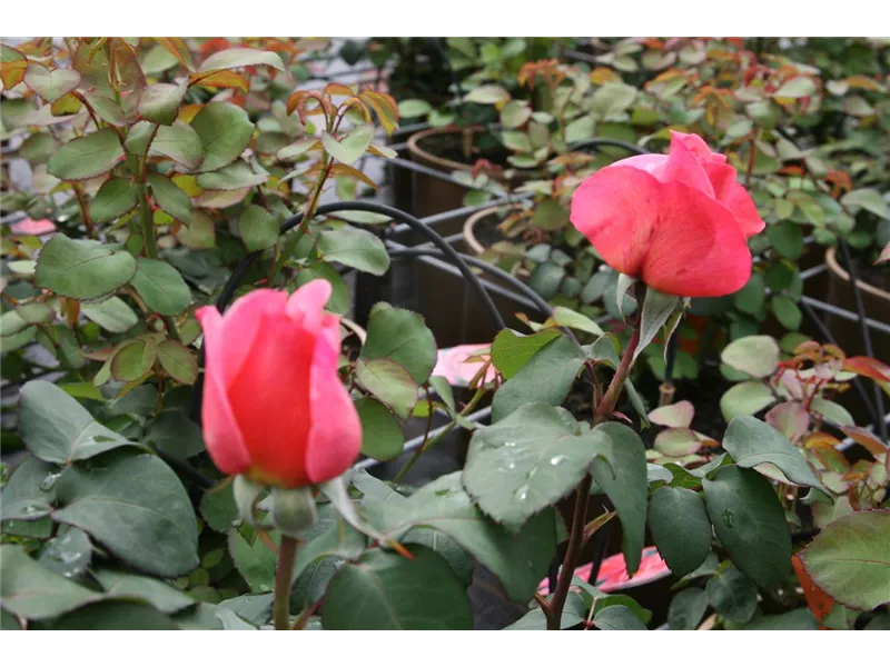 Rosa 'Mademoiselle Meilland'