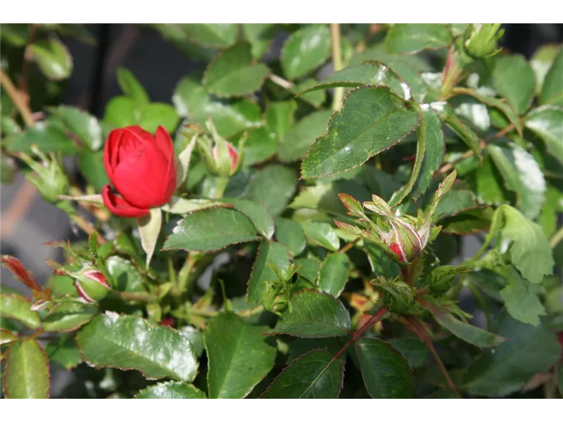 Rosa 'Weg der Sinne®' 