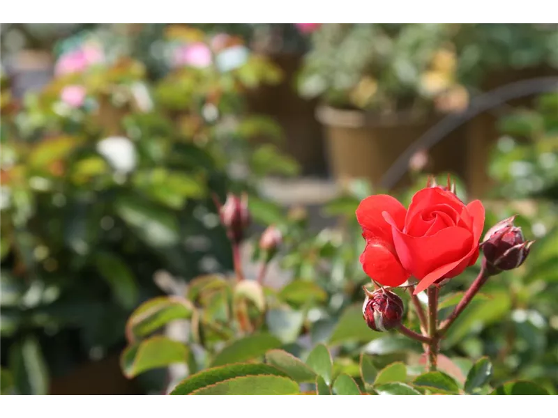 Rosa 'Red Maya®'