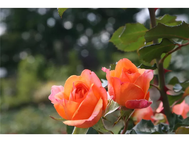 Rosa 'Mango®'