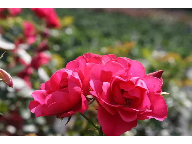 Rosa 'Pink Forest Rose'