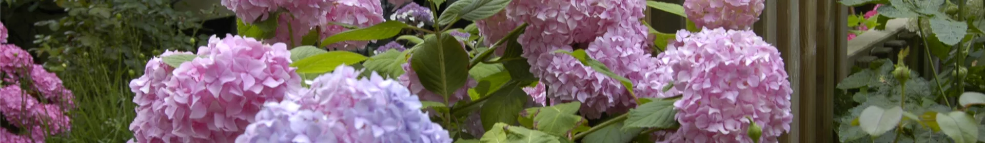 Die Hortensie im Garten – durstige Schönheit mit Charakter - Rosengut Langerwisch