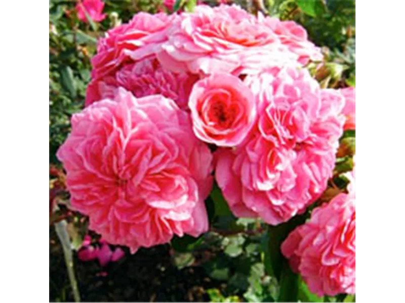 Rosa 'Bessy®' 