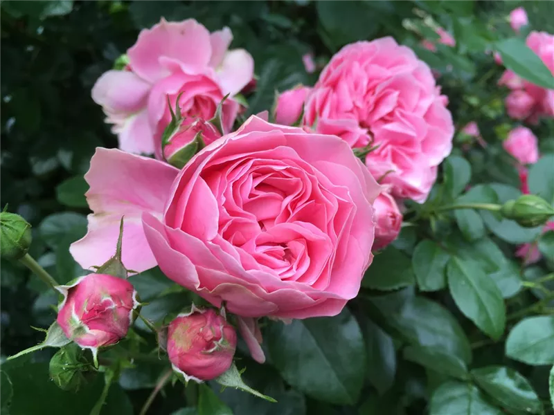 Rosa 'Leonardo da Vinci'