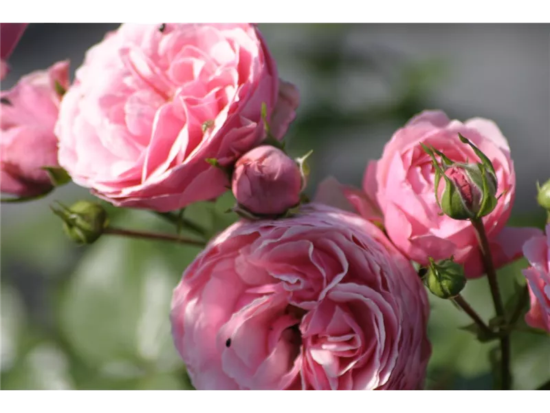 Rosa 'Pomponella'