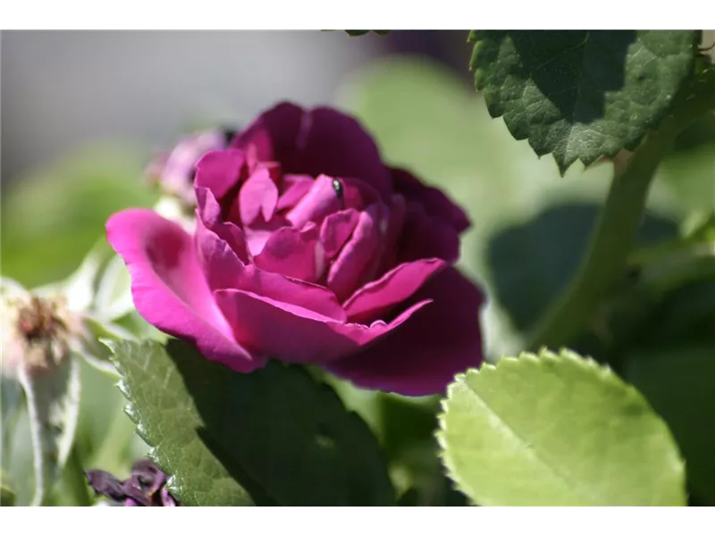 Rosa 'Rhapsody in Blue'