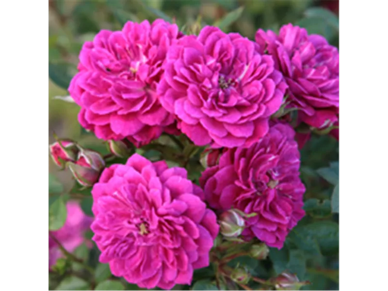 Rosa 'Fairy King®'