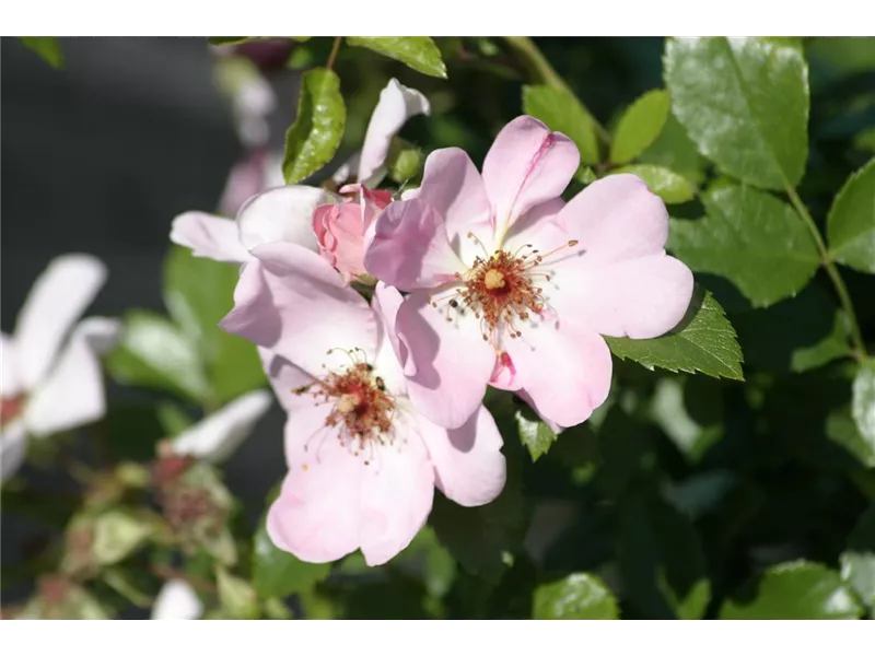 Rosa 'Alcantara®'