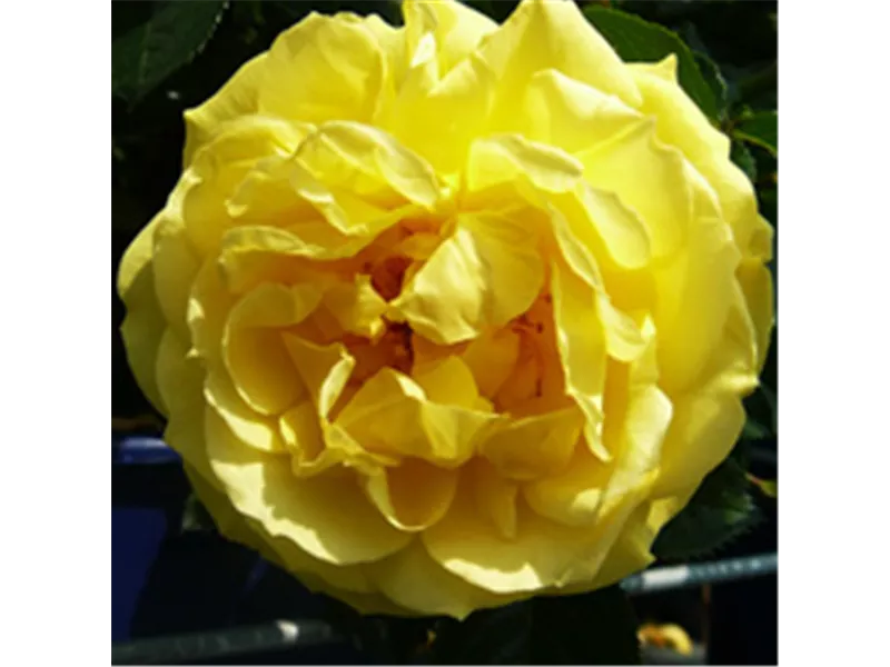 Rosa 'Dukat'