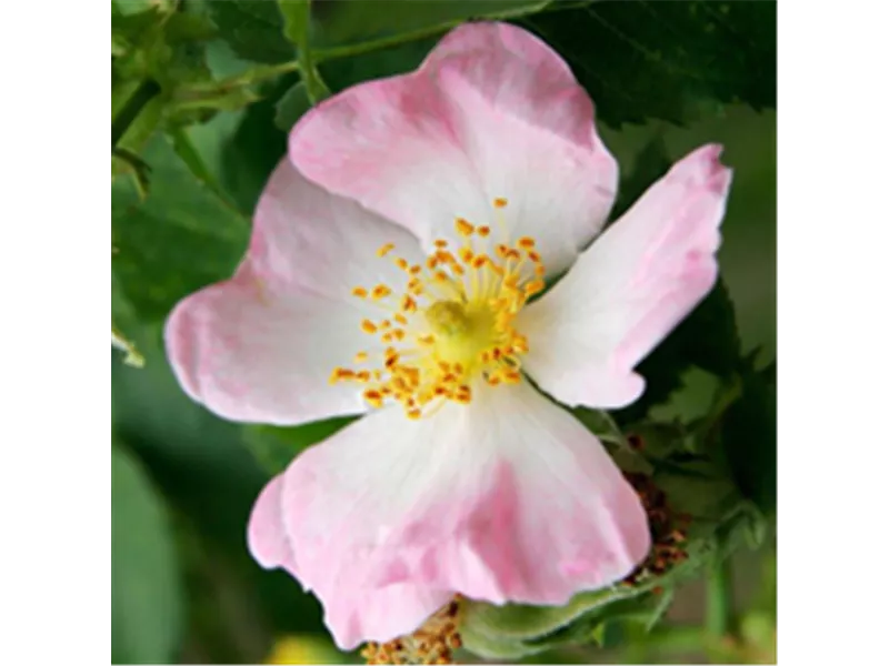 Rosa 'Rosa canina'