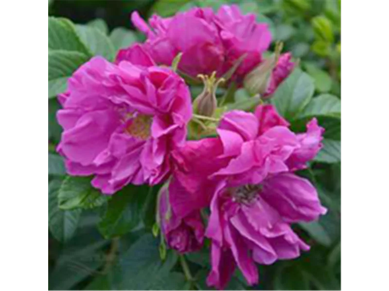 Wildrose Rosa rugosa 'Rote Apart'