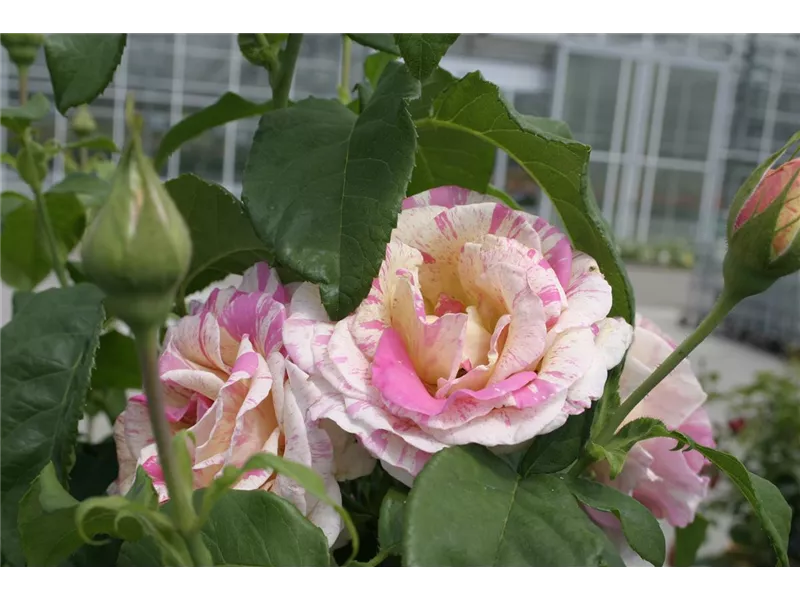 Rosa 'Claude Monet®' jacdesa 