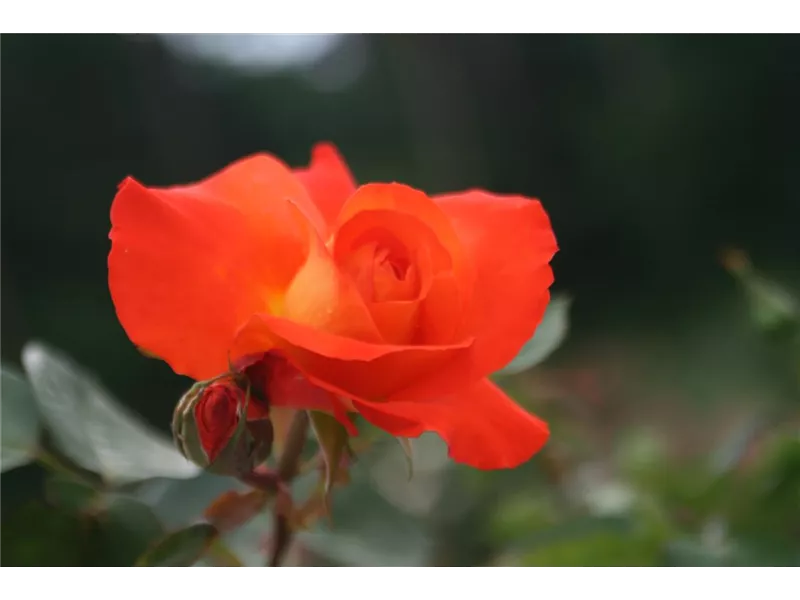 Rosa 'France Libre®' deljaunor