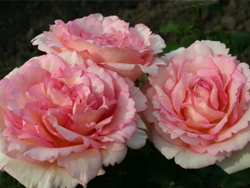 Rosa 'Souvenir de Baden-Baden®'