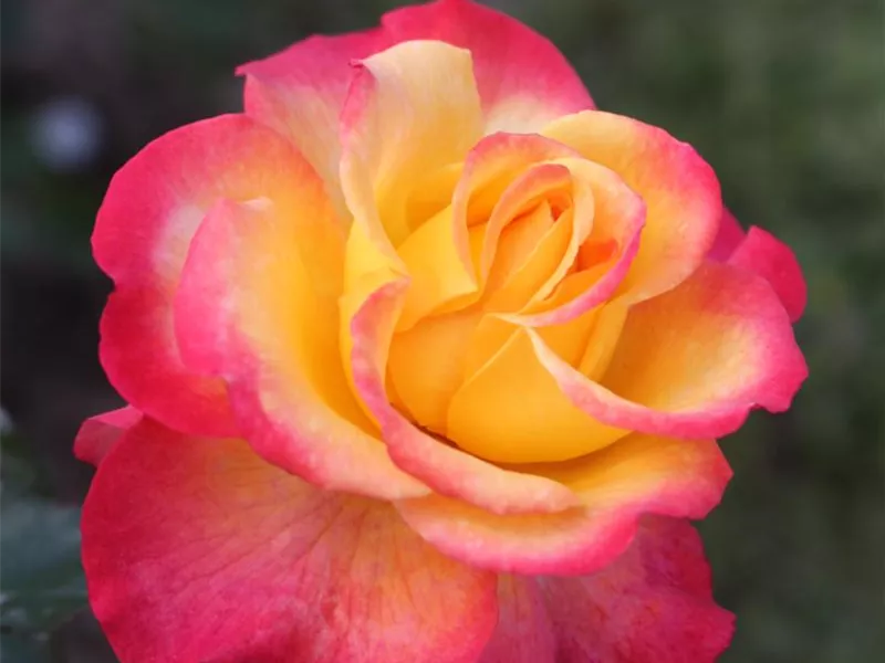 Rosa 'Flaming Star®'