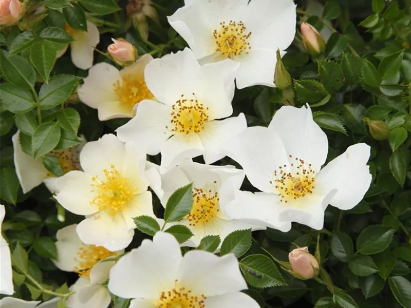 Rosa 'Sonnenröschen'