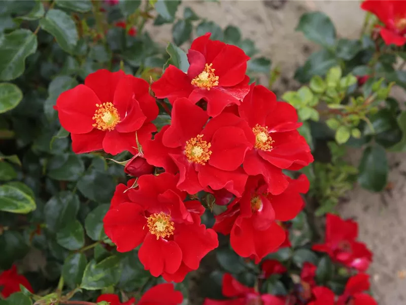 Rosa 'Alexander von Humboldt'