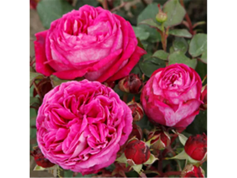 Rosa 'Freifrau Caroline®'