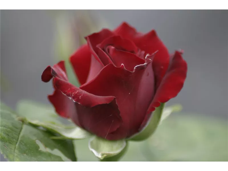 Rosa 'Ingrid Bergmann'