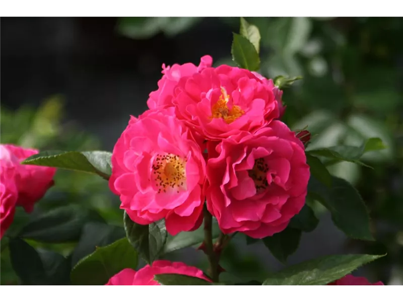 Rosa 'Bordure Magenta®' delgenta