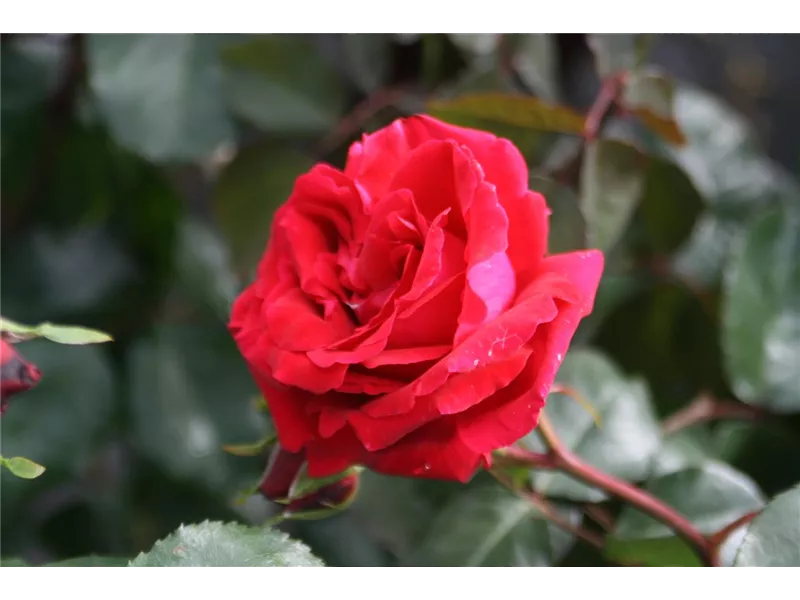 Rosa 'Messire Delbard'® 