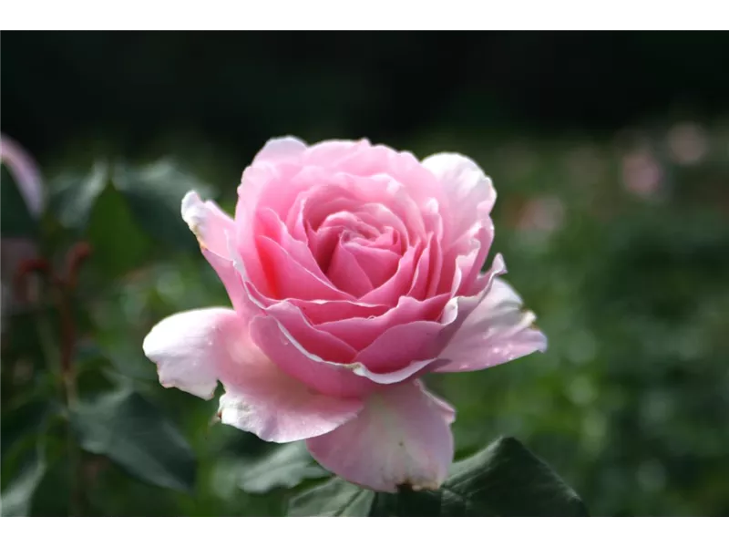 Rosa 'Gartenträume'