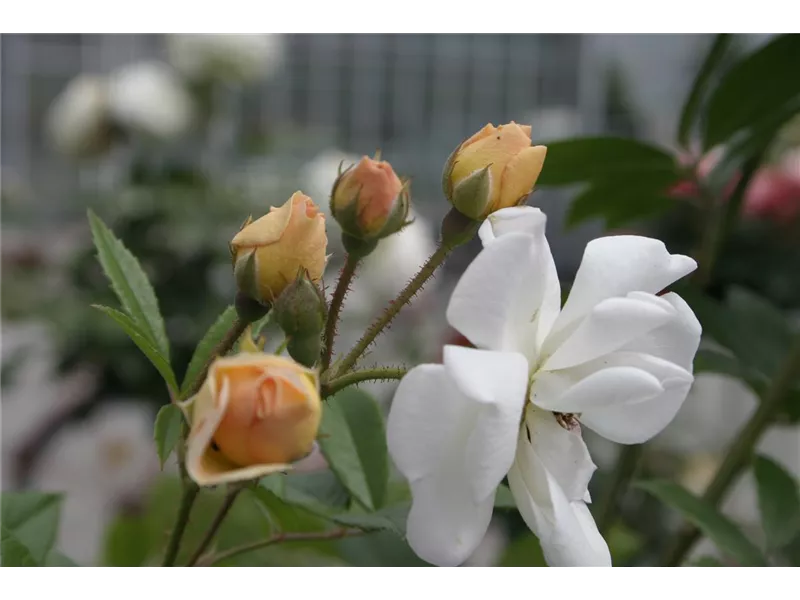 Rosa 'Ghislaine de Felingonde®'