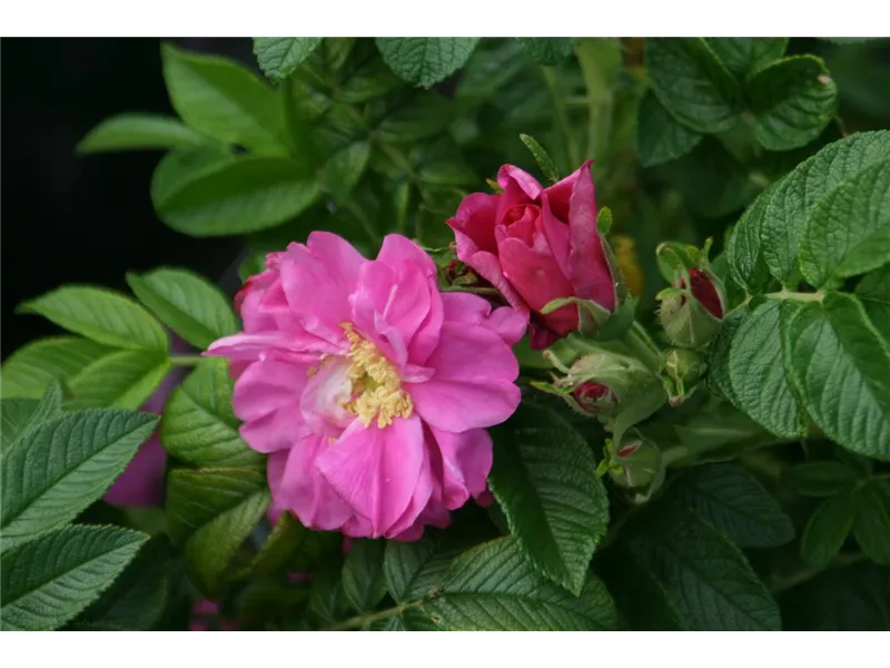 Rosa 'rugose Rotes Meer''