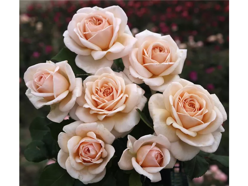 Rosa 'Courage®'