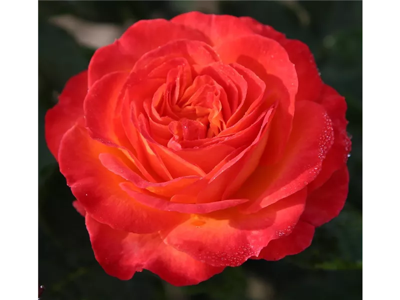 Rosa 'Vulkano®'