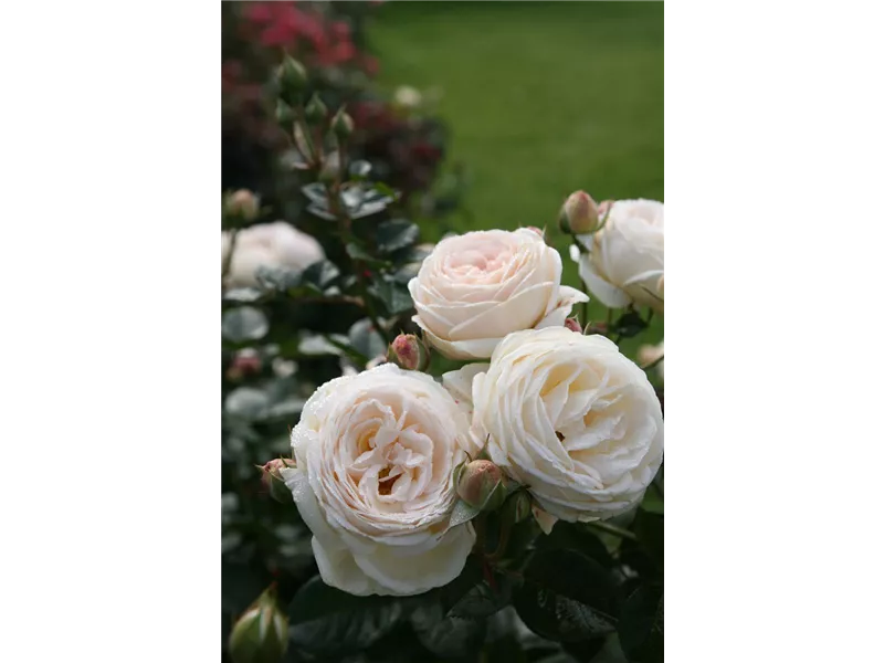 Rosa 'Artemis®'