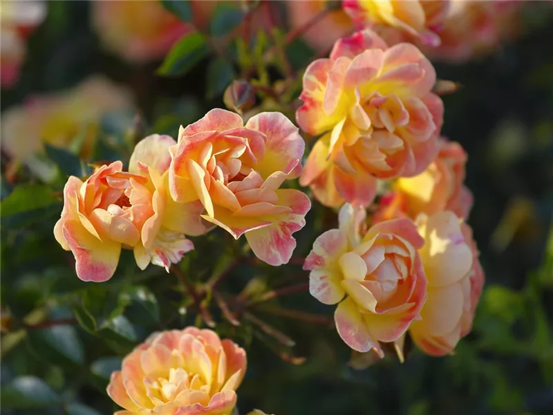 Rosa 'Bienenweide® Fruity'