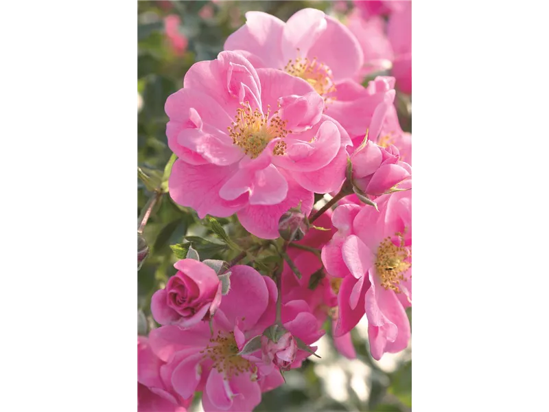 Rosa 'Bienenweide® Rosa'